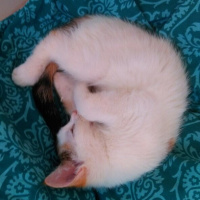 Ankara Kedisi, Kedi  İZMİR fotoğrafı