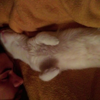 Ankara Kedisi, Kedi  İZMİR fotoğrafı