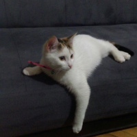 Ankara Kedisi, Kedi  İZMİR fotoğrafı