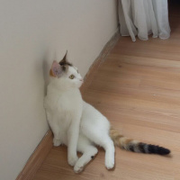 Ankara Kedisi, Kedi  İZMİR fotoğrafı