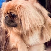 Pekingese, Köpek  Paris fotoğrafı
