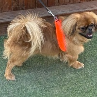 Pekingese, Köpek  Paris fotoğrafı