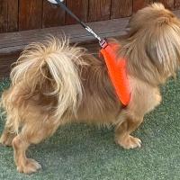 Pekingese, Köpek  Paris fotoğrafı