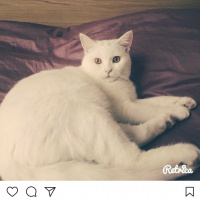British Shorthair, Kedi  Simon fotoğrafı