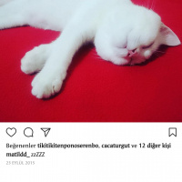 British Shorthair, Kedi  Simon fotoğrafı
