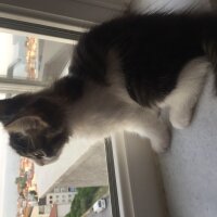 Ankara Kedisi, Kedi  Yumak fotoğrafı