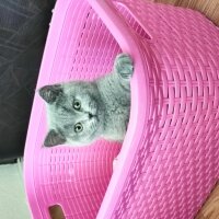 British Shorthair, Kedi  Leo fotoğrafı