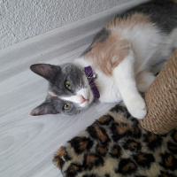 Tekir Kedi, Kedi  Sena fotoğrafı