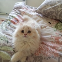 British Longhair, Kedi  Mia fotoğrafı