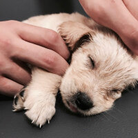 Golden Retriever, Köpek  Gofret  fotoğrafı