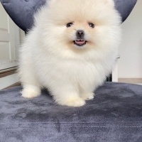 Pomeranyalı, Köpek  pomerian boo fotoğrafı