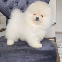Pomeranyalı, Köpek  pomerian boo fotoğrafı