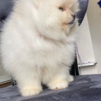 Pomeranyalı, Köpek  pomerian boo fotoğrafı