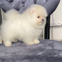 Pomeranyalı, Köpek  pomerian boo fotoğrafı