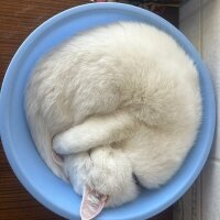 British Shorthair, Kedi  Kedikedi fotoğrafı