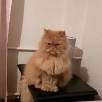 İran Kedisi (Persian), Kedi  Badem fotoğrafı