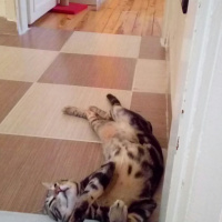 Tekir Kedi, Kedi  Zuzu fotoğrafı