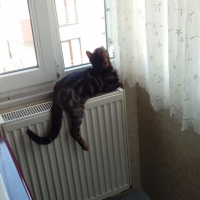 Tekir Kedi, Kedi  Zuzu fotoğrafı