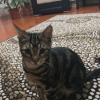 Tekir Kedi, Kedi  Zuzu fotoğrafı