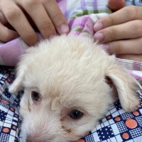 Maltese, Köpek  Leydi fotoğrafı