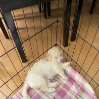 Maltese, Köpek  Leydi fotoğrafı
