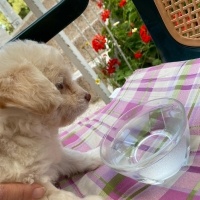 Maltese, Köpek  Leydi fotoğrafı