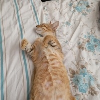 Sarman, Kedi  Limon fotoğrafı