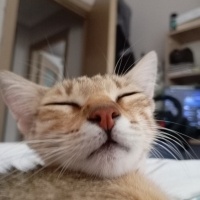 Sarman, Kedi  Limon fotoğrafı
