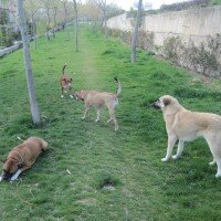 Sokö (Sokak Köpeği), Köpek  ZUZU fotoğrafı