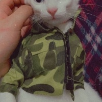 Japon Bobtail, Kedi  Sütlaç fotoğrafı