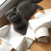 Scottish Fold, Kedi  Mars fotoğrafı