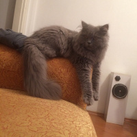 Chinchilla, Kedi  Tüylü fotoğrafı