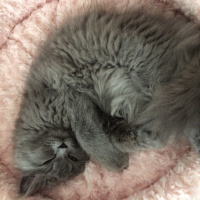 Chinchilla, Kedi  Tüylü fotoğrafı