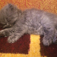 Chinchilla, Kedi  Tüylü fotoğrafı