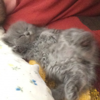 Chinchilla, Kedi  Tüylü fotoğrafı