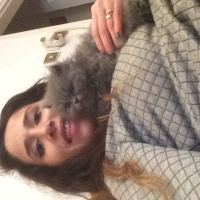 Chinchilla, Kedi  Tüylü fotoğrafı