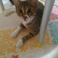 Tekir Kedi, Kedi  felix fotoğrafı