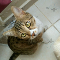 Tekir Kedi, Kedi  felix fotoğrafı