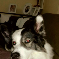 Alaskan Malamute, Köpek  Maya fotoğrafı