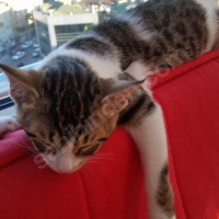 Tekir Kedi, Kedi  Şaşı - Şaşgöz :) fotoğrafı
