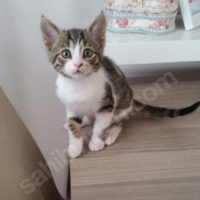Tekir Kedi, Kedi  Şaşı - Şaşgöz :) fotoğrafı