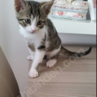 Tekir Kedi, Kedi  Şaşı - Şaşgöz :) fotoğrafı