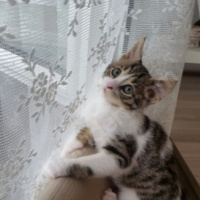 Tekir Kedi, Kedi  Şaşı - Şaşgöz :) fotoğrafı