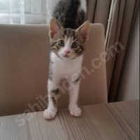 Tekir Kedi, Kedi  Şaşı - Şaşgöz :) fotoğrafı