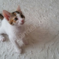 Tekir Kedi, Kedi  Neşeli Surat :) fotoğrafı