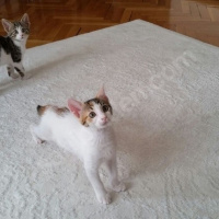 Tekir Kedi, Kedi  Neşeli Surat :) fotoğrafı