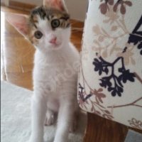Tekir Kedi, Kedi  Neşeli Surat :) fotoğrafı