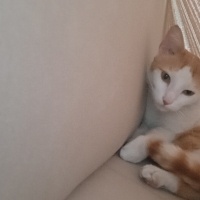Sarman, Kedi  Behlül fotoğrafı