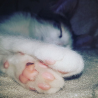 Ankara Kedisi, Kedi  Işıl fotoğrafı