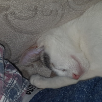 Ankara Kedisi, Kedi  Işıl fotoğrafı